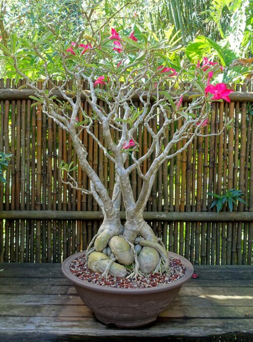 Bonsai specimen in the Marie Selby Botanical Gardens - Sarasota, Florida, USA.