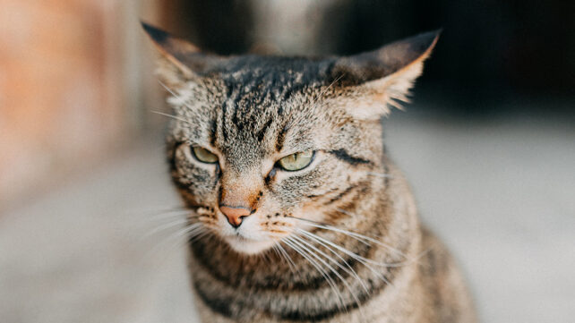 Angry stray cat