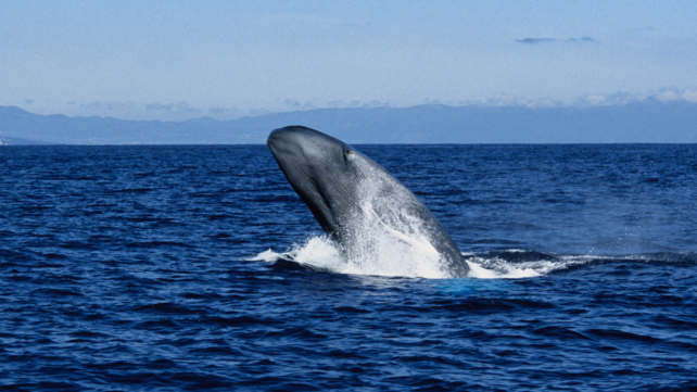 Scientists Are Starting To Understand The 'Largest Biomechanical Event on Earth': Whales Hunting For Food on a Single Breath