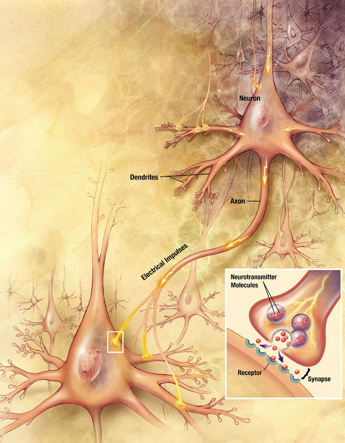 Ketamine Anesthesia Changes Brain Structures, But Only In Females, Mouse Study Suggests 