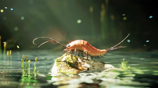 Chosha praecursor insect