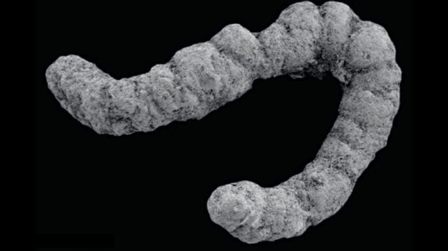 An Ancient Poop Explosion Could Have Helped Complex Life Evolve