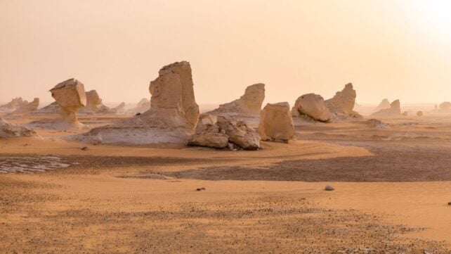 An Ancient Shark Graveyard Has Been Found in The Egyptian Desert