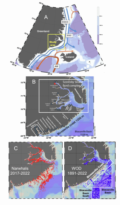 Scientists Put Sensors on Narwhals. They Revealed Something Troubling Beneath Greenland's Glaciers