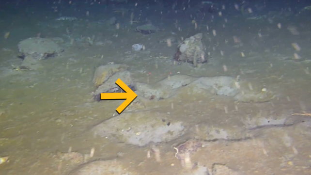 Scientists Find a Hidden 'Fish City' Beneath Antarctica's Ice