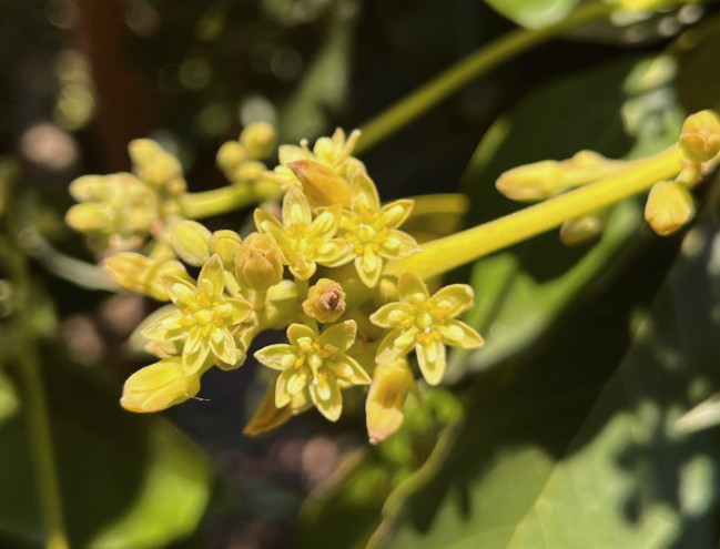 Imagem que mostra flores de um abacateiro abertas e fechadas.