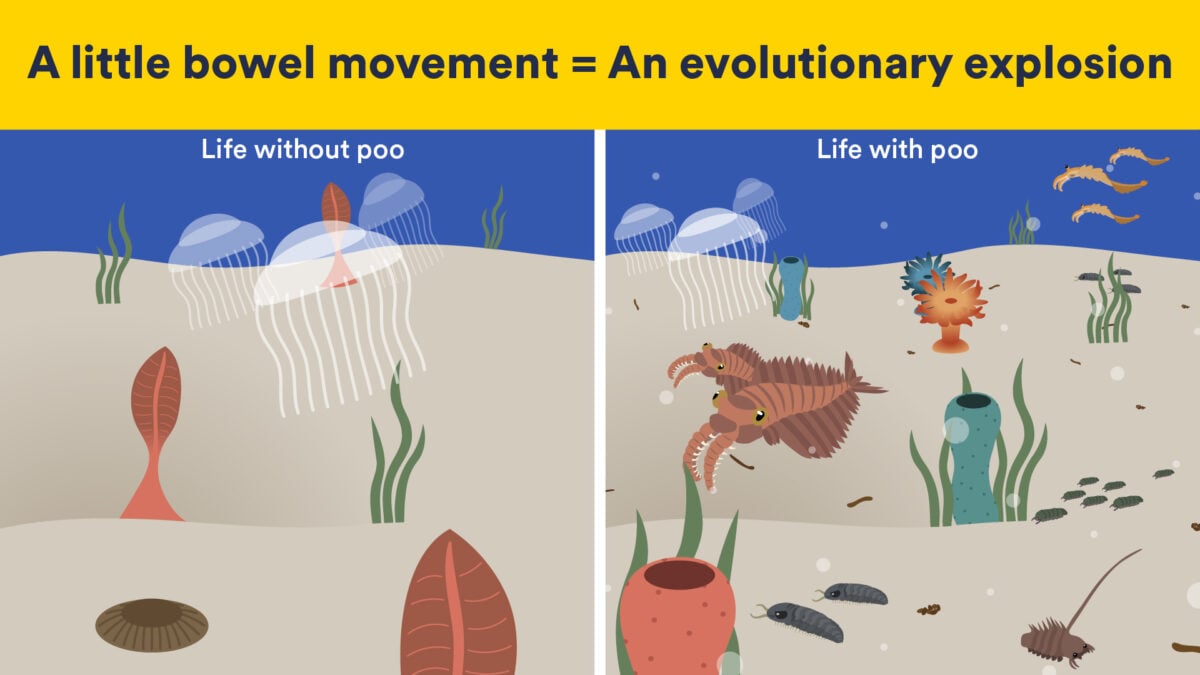 An Ancient Poop Explosion Could Have Helped Complex Life Evolve