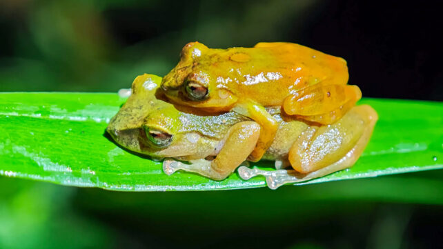 Pristimantis milpe frog