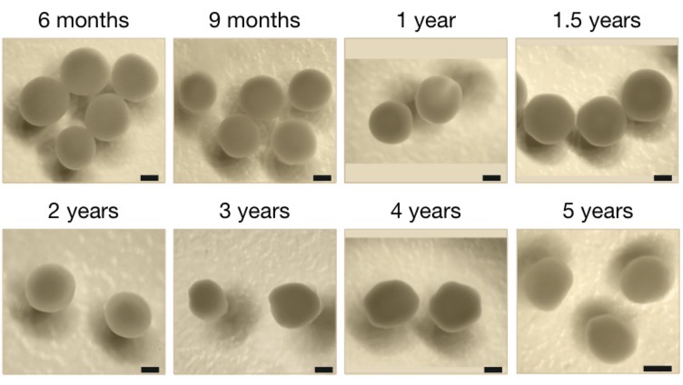 Scientists Built Miniature Brains That Can Experience The Passage Of Time