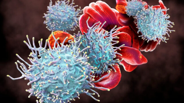 T Lymphocytes And Red Blood Cells