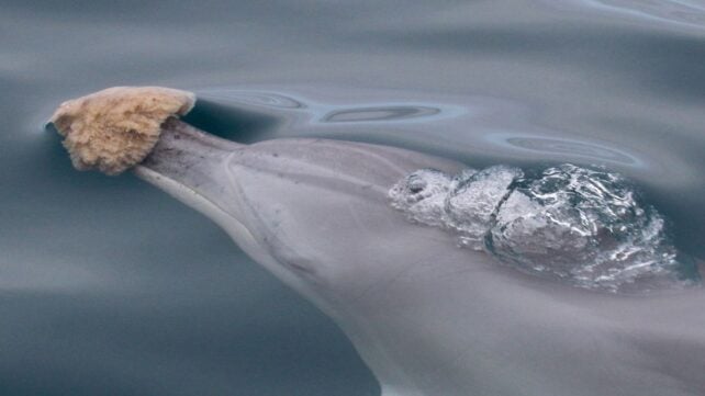 Some Dolphins Use Tools, And It Does Something Unique to Their Genes
