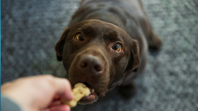 Forget The 7-Year Rule &ndash; Scientists Found a Better Way to Calculate a Dog's Age