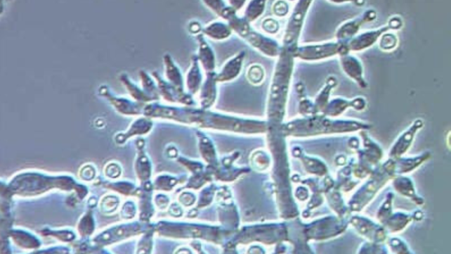Happy Monday! Here's Your Weekly Microscope Mystery