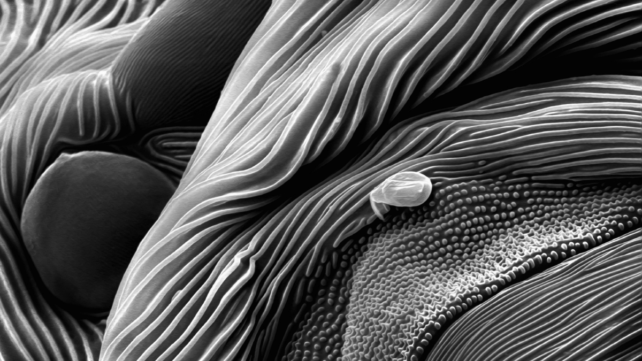 Monday Microscope Mystery: What Is This Black-And-White Vista?