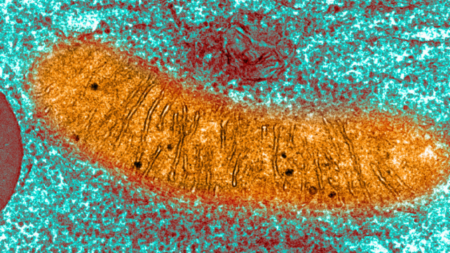Unexpected Structure Detected in The Brains Of Humans And Mice With Alzheimer's Disease