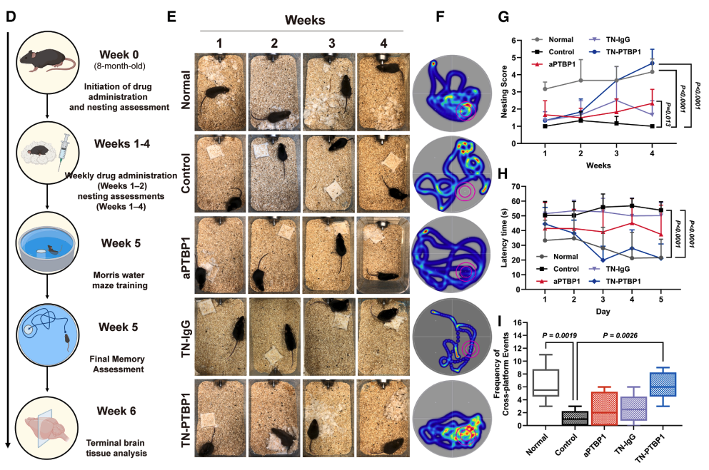 'Nano-ERASER' Reverses Alzheimer's Damage in The Brains of Mice