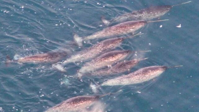 Scientists Put Sensors on Narwhals. They Revealed Something Troubling Beneath Greenland's Glaciers