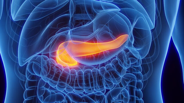 The pancreas in the body