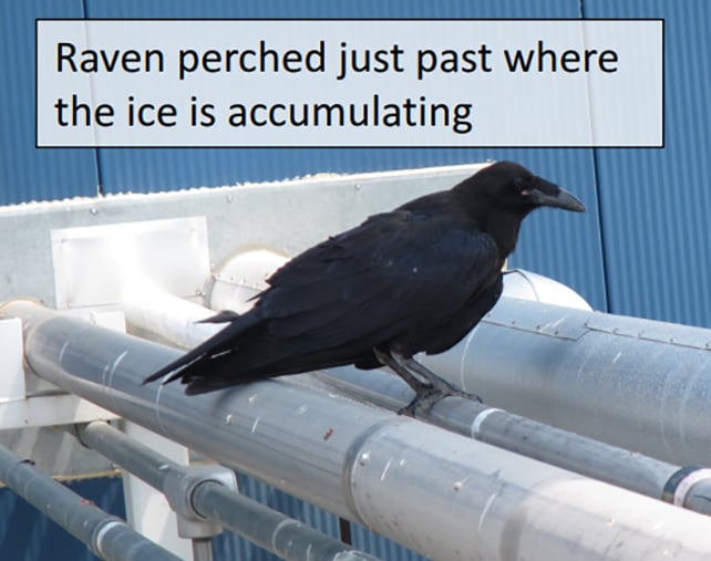 Pecking ravens