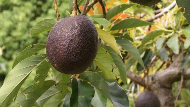 Avocados Switch Sex on a Daily Basis, And Researchers Finally Know How