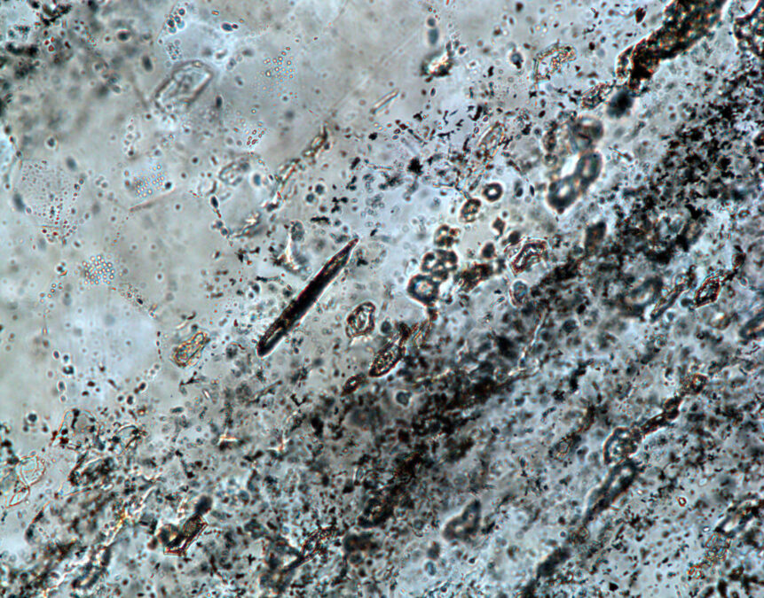 Scientists Find 3.5-Billion-Year-Old Evidence of Life, Directly Dated For The First Time