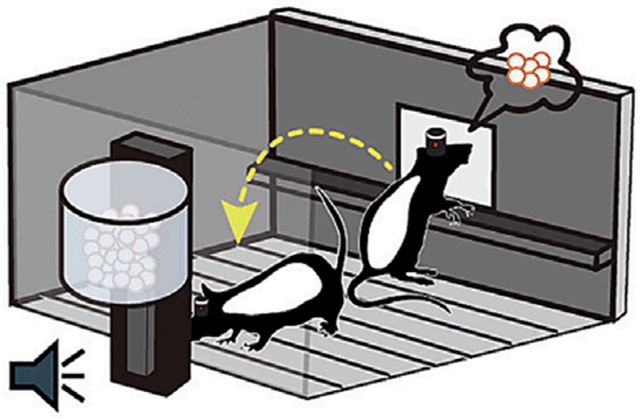 Rat experiment setup