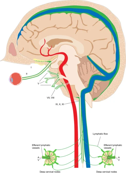 The Lymph Nodes in Your Neck Could Influence How Your Brain Ages