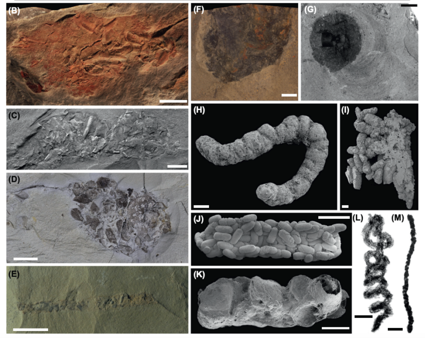 Ancient Poop Explosion Could Have Helped Complex Life Evolve