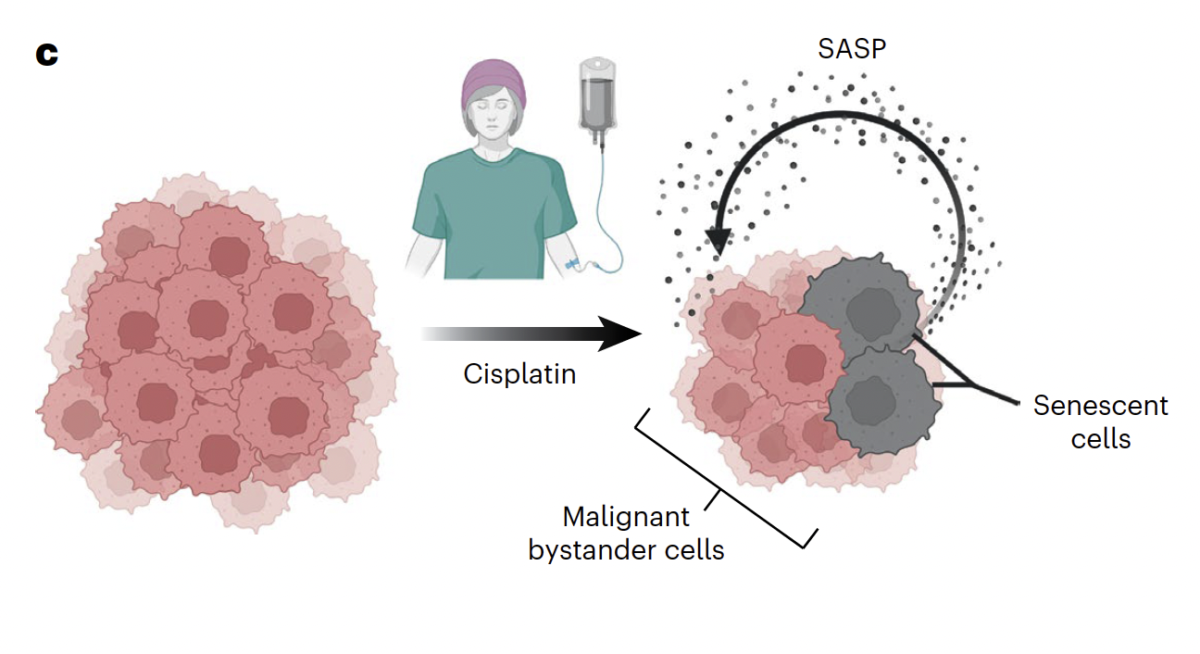 A Common Sugar Helps Cancer Cells Move Around The Body