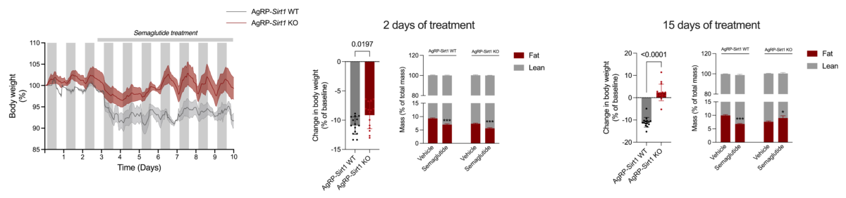 Graphs comparing body weight and fat mass during semaglutide treatment in female mice with normal or disrupted AgRP neuron function.