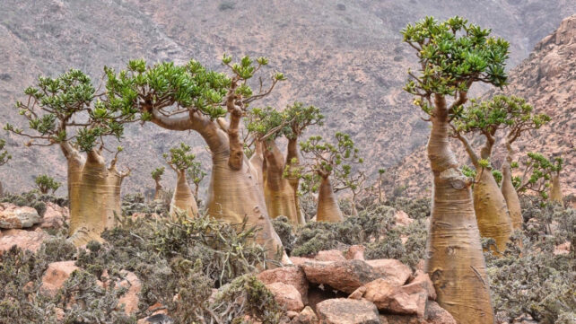 Bottle trees on Socotra.