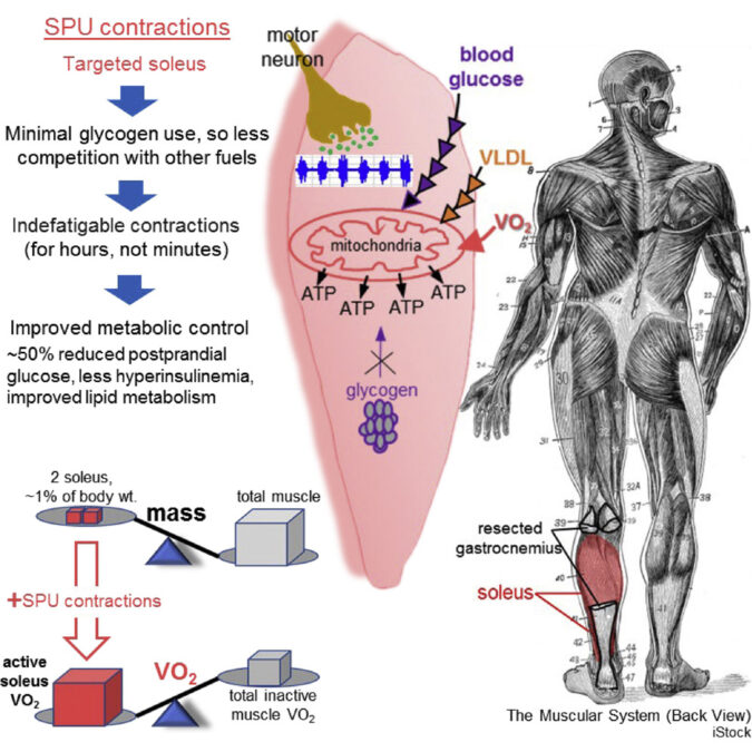 Your Body Hosts a 'Second Heart' Whose Function Depends on Exercise