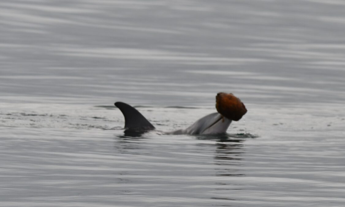 Dolphins Filmed Using Shells to Hunt Fish - New Evidence The Behavior Might Run in The Family