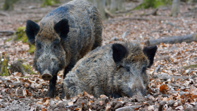 Wild Boars in Brazil Are Spreading Antibiotic-Resistant Bacteria, Scientists Warn