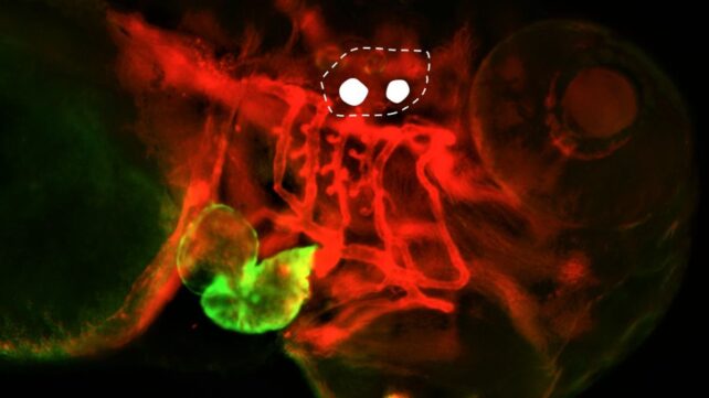 Scientists Wiggled a Fish's Earbones With Light &ndash; And Changed Its Heartbeat