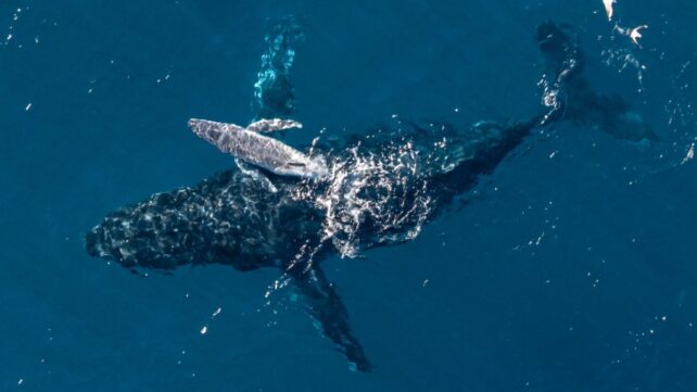 Super Rare Humpback Whale Birth Filmed by Drone For The First Time Off The Coast of Australia
