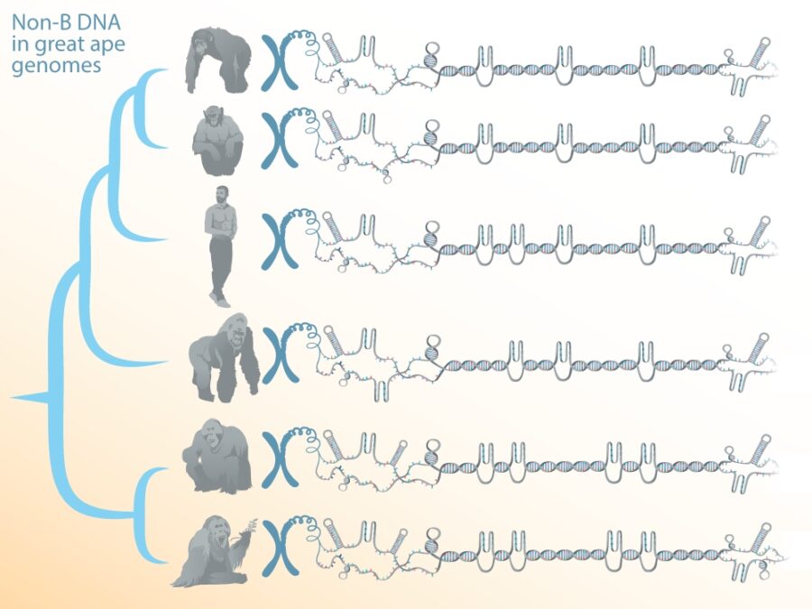 Strange DNA Structures Found in The Human Genome Go Beyond The Double Helix