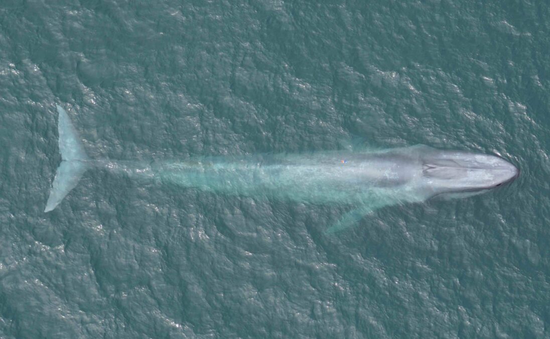 Blue Whales Shouldn't Be Able to Hunt They Way They Do. Scientists Have Finally Discovered How They Pull It Off: "The Largest Biomechanical Event on Earth"