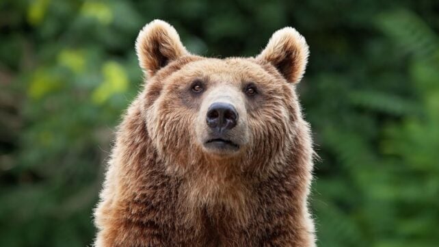 There's One Predator That Terrifies Bears And Mountain Lions Alike