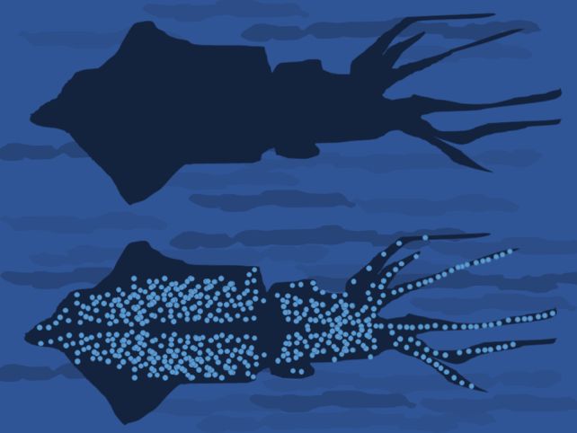 'Biological Searchlight': World's Largest Glowing Vertebrate May Use Its Light to Hunt Its Prey