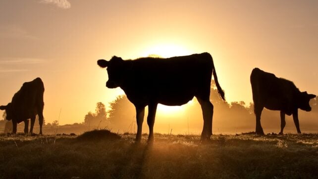 Radical Overhaul to Milk Production Would Use Up to 96% Less Land Than Cows, Study Suggests