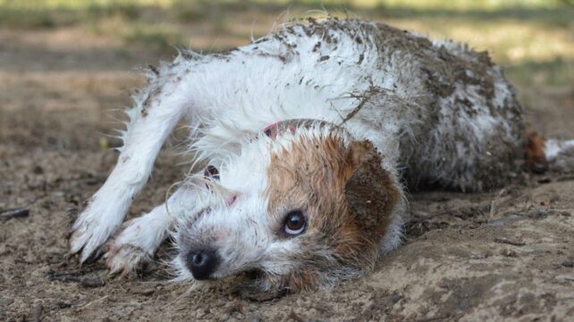 How Does Your Dog Impact Your Family's Health? Here's What We Know.