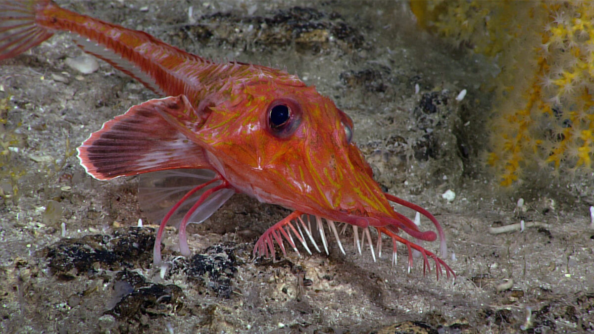 This Weird Armored Fish 'Moonwalks' Across The Seafloor