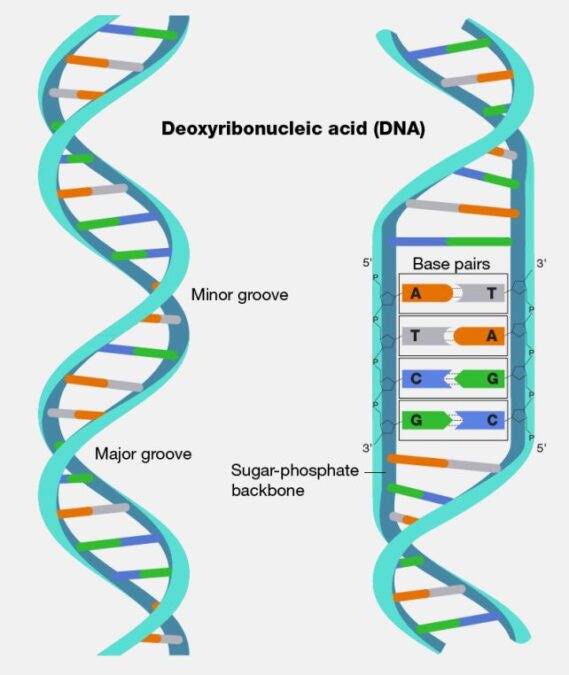 Scientists Discover a Bizarre New Way Life Can Make DNA... Without DNA