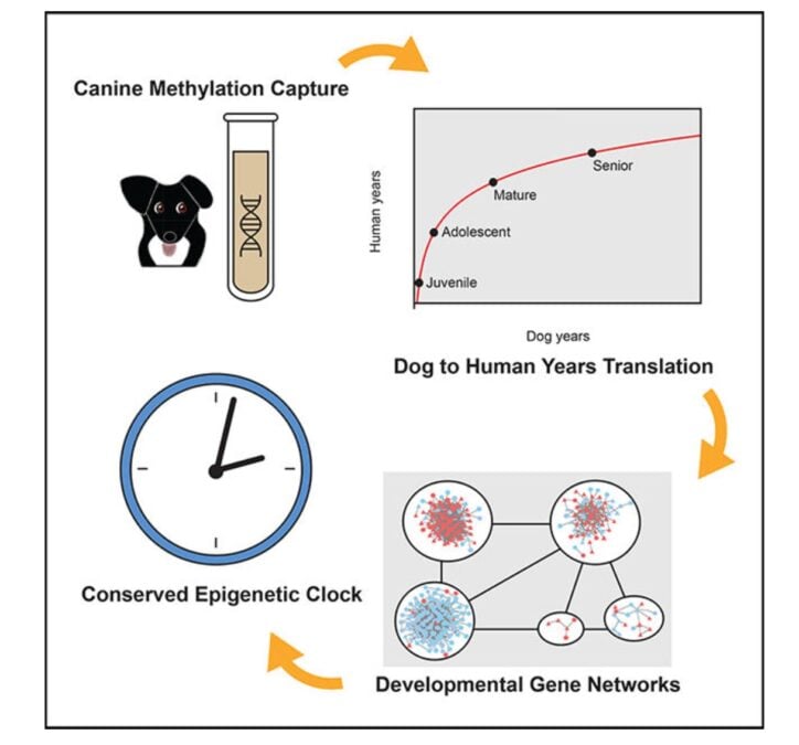 Forget The 7-Year Rule, Scientists Find New Way to Calculate a Dog's Age