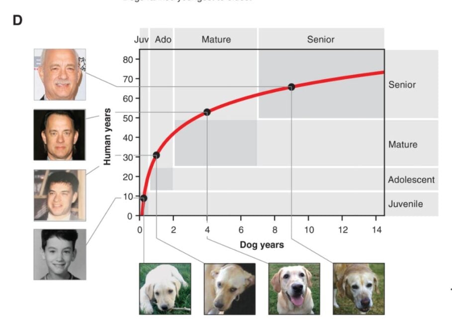 Forget The 7-Year Rule, Scientists Find New Way to Calculate a Dog's Age