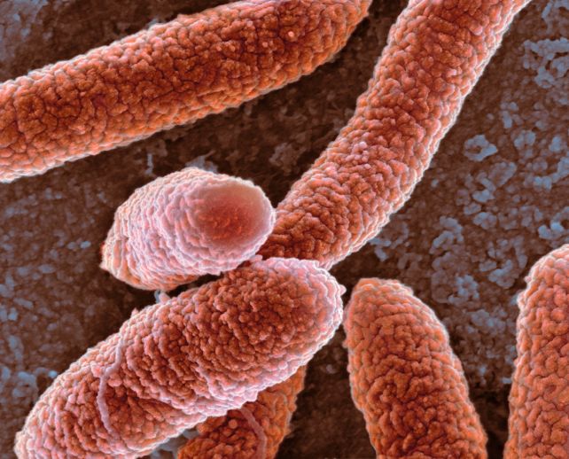 Scientists Discover a Bizarre New Way Life Can Make DNA... Without DNA