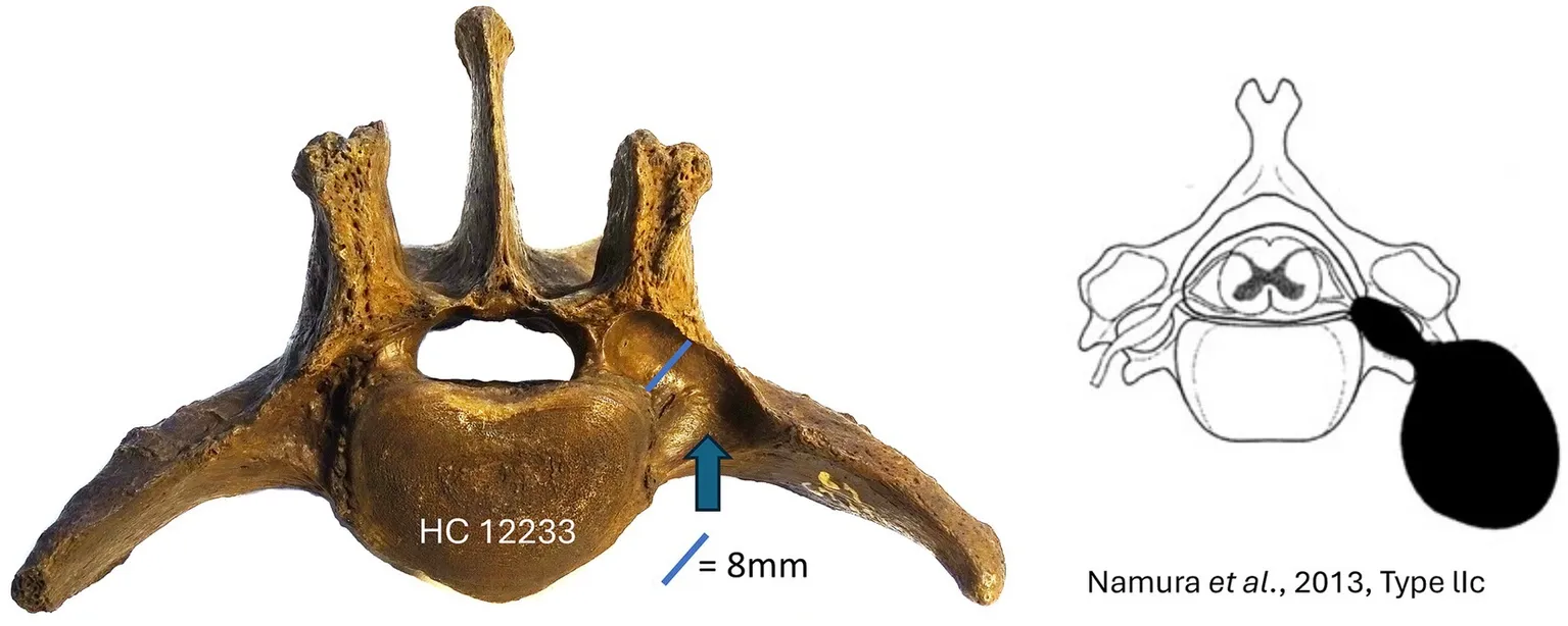Sabre-Toothed Cats Were A Diseased, Inbred Mess Before They Went Extinct, New Research Suggests