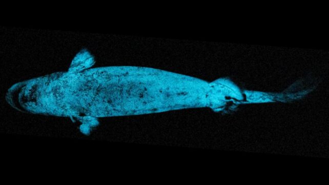 'Biological Searchlight': World's Largest Glowing Vertebrate May Use Its Light to Hunt Prey