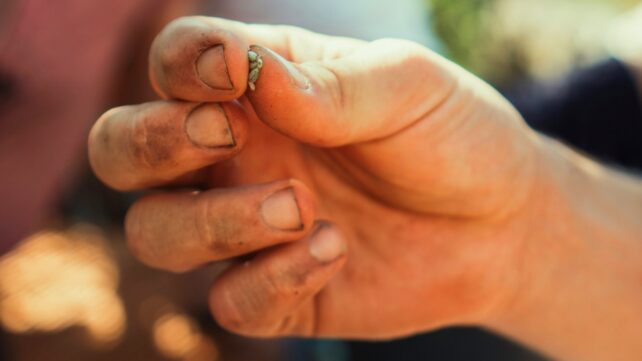 hand holds seeds